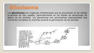 Glioxisoma


Los glioxisomas son orgánulos membranosos que se encuentran en las células
eucariotas de tipo vegetal, particularmente en los tejidos de almacenaje de
lípidos de las semillas. Los glioxisomas son peroxisomas especializados que
convierten los lípidos en enzimas durante la germinación de las semillas.

 