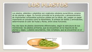 Los plastos, plástidos o plastidios son orgánulos celulares eucarióticos, propios
de las plantas y algas. Su función principal es la producción y almacenamiento
de importantes compuestos químicos usados por la célula. Así, juegan un papel
importante en procesos como la fotosíntesis, la síntesis de lípidos y aminoácidos,
determinando el color de frutas y flores, entre otras funciones.
Hay dos tipos de plastos claramente diferenciados, según la estructura de sus
membranas: los plastos primarios, que se encuentran en la mayoría de las
plantas y algas; y plastos secundarios, más complejos, que se encuentran en el
plancton.

 