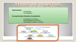 Pigmentados:

Cloroplastos
Cromoplastos

No pigmentados llamados leucoplastos:
Amiloplastos (almidón)
Protemoplastos (proteínas)
Elenioplastos (lípidos y grasas)

 