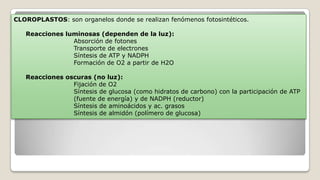 CLOROPLASTOS: son organelos donde se realizan fenómenos fotosintéticos.
Reacciones luminosas (dependen de la luz):
Absorción de fotones
Transporte de electrones
Síntesis de ATP y NADPH
Formación de O2 a partir de H2O
Reacciones oscuras (no luz):
Fijación de O2
Síntesis de glucosa (como hidratos de carbono) con la participación de ATP
(fuente de energía) y de NADPH (reductor)
Síntesis de aminoácidos y ac. grasos
Síntesis de almidón (polímero de glucosa)

 