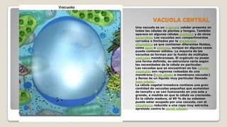VACUOLA CENTRAL
Una vacuola es un orgánulo celular presente en
todas las células de plantas y hongos. También
aparece en algunas células protistas y de otros
eucariotas. Las vacuolas son compartimentos
cerrados o limitados por la membrana
plasmática ya que contienen diferentes fluidos,
como agua o enzimas, aunque en algunos casos
puede contener sólidos. La mayoría de las
vacuolas se forman por la fusión de múltiples
vesículas membranosas. El orgánulo no posee
una forma definida, su estructura varía según
las necesidades de la célula en particular.
Las vacuolas que se encuentran en las células
vegetales son regiones rodeadas de una
membrana (tono plasto o membrana vacuolar)
y llenas de un líquido muy particular llamado
jugo celular.
La célula vegetal inmadura contiene una gran
cantidad de vacuolas pequeñas que aumentan
de tamaño y se van fusionando en una sola y
grande, a medida en que la célula va creciendo.
En la célula madura, el 90 % de su volumen
puede estar ocupado por una vacuola, con el
citoplasma reducido a una capa muy estrecha
apretada contra la pared celular.

 