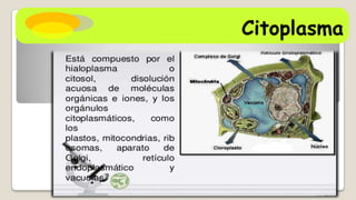 Peroxisomas:
Citoplasma

 