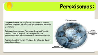 Peroxisomas:
Los peroxisomas son orgánulos citoplasmáticos muy
comunes en forma de vesículas que contienen oxidasas
y catalasas .
Estas enzimas cumplen funciones de detoxificación
celular. Como la mayoría de los orgánulos, los
peroxisomas solo se encuentran en células eucariotas.
Fueron descubiertos en 1965 por Christian de Duve y
sus colaboradores.

 