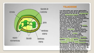 TILACOIDE
Los tilacoides son sacos aplanados
que forman parte de la estructura de
la membrana de luz de la fotosíntesis
y de la fotofosforilación; las pilas de
tilacoides forman colectivamente.
En los tilacoides se produce la fase
luminosa, fotoquímica, o dependiente
de la luz del Sol; su función es
absorber los fotones de la luz solar.
Los tilacoides se apilan como
monedas y las pilas toman
colectivamente el nombre de grana
(plural neutro de granum). El medio
que rodea a los tilacoides se
denomina estroma del cloroplasto.
Los tilacoides son rodeados por una
membrana que delimita el espacio
intratilacoidal, o lumen. Las
membranas de los tilacoides
contienen sustancias como los
pigmentos fotosintéticos (clorofila,
carotenoides, xantófilas) y distintos
lípidos ; proteínas de la cadena de
transporte de electrones fotosintética
y enzimas, como la ATP-sintetasa.
Metabolismo: Organelas compuestas
de estromas donde se encuentran los
cloroplastos, donde se lleva a cabo la
fotosíntesis Permiten la formación de
un gradiente electroquímico de H+,
ya que mediante la energía lumínica
se bombean dichos electrones desde

 