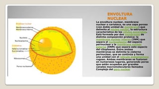 ENVOLTURA
NUCLEAR
La envoltura nuclear, membrana
nuclear o carioteca, es una capa porosa
(con doble unidad de membrana) que
delimita al núcleo celular, la estructura
característica de las células eucariotas.
Está formada por dos membranas de
distinta composición proteica: la
membrana nuclear interna (INM) que
separa el nucleoplasma del espacio
perinuclear y la membrana nuclear
externa (ENM) que separa este espacio
del citoplasma. Entre ambas
membranas se delimita la cisterna
perinuclear, que se continúa y forma
una unidad con el retículo endoplasmico
rugoso. Ambas membranas se fusionan
en numerosos lugares, generando poros
que están ocupados por grandes
canales macromoleculares llamados
Complejo del poro nuclear

 