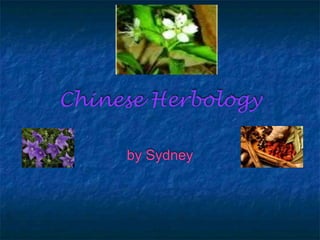 Chinese Herbology

     by Sydney
 