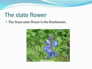 The state flowerThe Texas state flower is the bluebonnet.