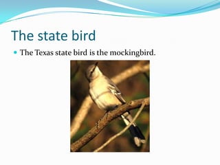 The state birdThe Texas state bird is the mockingbird.