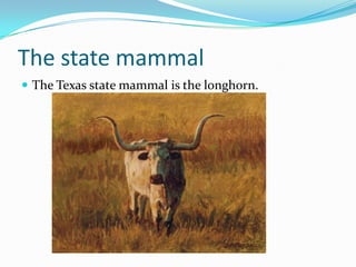 The state mammalThe Texas state mammal is the longhorn.
