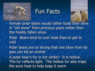 Fun Facts Female polar bears would rather build their dens in "old snow" from previous years rather than the freshly fallen snow.  Polar  Bears tend to over heat than to get to cold Polar bears are so strong that one blow from its paw can kill an animal A polar bear's fur is not white!!  It is hollow.  The fur reflects light.  The hollow fur also traps the suns heat to help keep it warm 