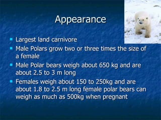 Appearance Largest land carnivore Male Polars grow two or three times the size of a female  Male Polar bears weigh about 650 kg and are about 2.5 to 3 m long Females weigh about 150 to 250kg and are about 1.8 to 2.5 m long female polar bears can weigh as much as 500kg when pregnant 
