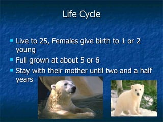 Life Cycle Live to 25, Females give birth to 1 or 2 young  Full grown at about 5 or 6  Stay with their mother until two and a half years 