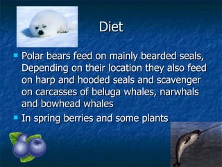 Diet Polar bears feed on mainly bearded seals, Depending on their location they also feed on harp and hooded seals and scavenger on carcasses of beluga whales, narwhals and bowhead whales  In spring berries and some plants 