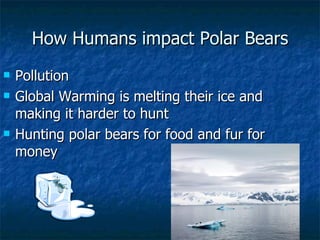 How Humans impact Polar Bears Pollution  Global Warming is melting their ice and making it harder to hunt Hunting polar bears for food and fur for money 