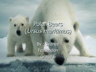 Polar Bears ( Ursus marltimus ) By : Sydney Fessenden Grade 6 