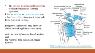 • The inferior glenohumeral ligament is
the most important of the three
ligaments.
It has an anterior and posterior band with
a thin "pouch" in between so it acts much
like a hammock or sling.
It supports the humeral head above 90°
abduction limiting inferior translation,
Anterior band tightens on lateral rotation
and
the Posterior band tightens on medial
rotation.
 