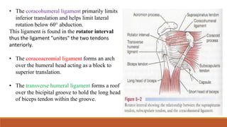 • The coracohumeral ligament primarily limits
inferior translation and helps limit lateral
rotation below 60° abduction.
This ligament is found in the rotator interval
thus the ligament "unites" the two tendons
anteriorly.
• The coracoacromial ligament forms an arch
over the humeral head acting as a block to
superior translation.
• The transverse humeral ligament forms a roof
over the bicipital groove to hold the long head
of biceps tendon within the groove.
 