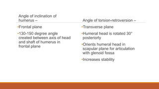 Angle of inclination of
humerus –
•Frontal plane
•130-150 degree angle
created between axis of head
and shaft of humerus in
frontal plane
Angle of torsion-retroversion –
•Transverse plane
•Humeral head is rotated 30°
posteriorly
•Orients humeral head in
scapular plane for articulation
with glenoid fossa
•Increases stability
 