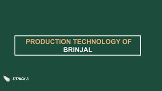 PRODUCTION TECHNOLOGY OF
BRINJAL
SITHICK A
 