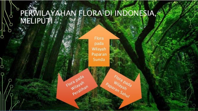 Geografi Flora Dan Fauna Di Indonesia Dan Dunia