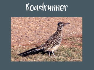 Roadrunner
 