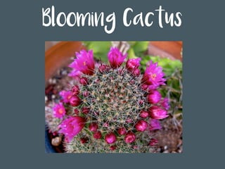 Blooming Cactus
 