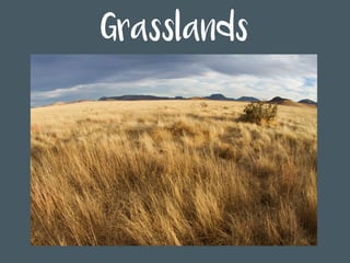 Grasslands
 