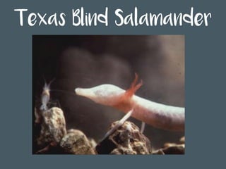 Texas Blind Salamander
 