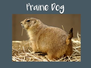 Prairie Dog
 