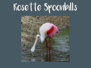 Rosette Spoonbills
 