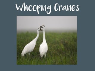 Whooping Cranes
 