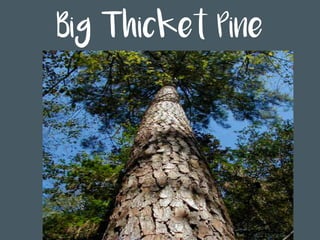 Big Thicket Pine
 