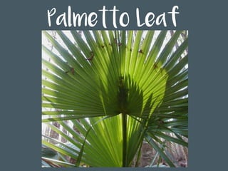Palmetto Leaf
 
