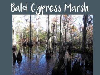Bald Cypress Marsh
 