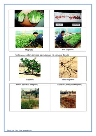 Magnetic                               Not Magnetic

          Neste caso, podem ser vista as mudanças na estrutura do solo




                        Magnetic                              Não magnetic

           Mudas de Limão (Magnetic)                    Mudas de Limão (Not Magnetic)




Timol Ind. Com. Prod. Magnéticos
 