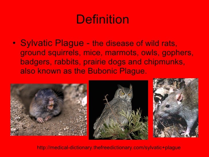 Sylvatic Plague