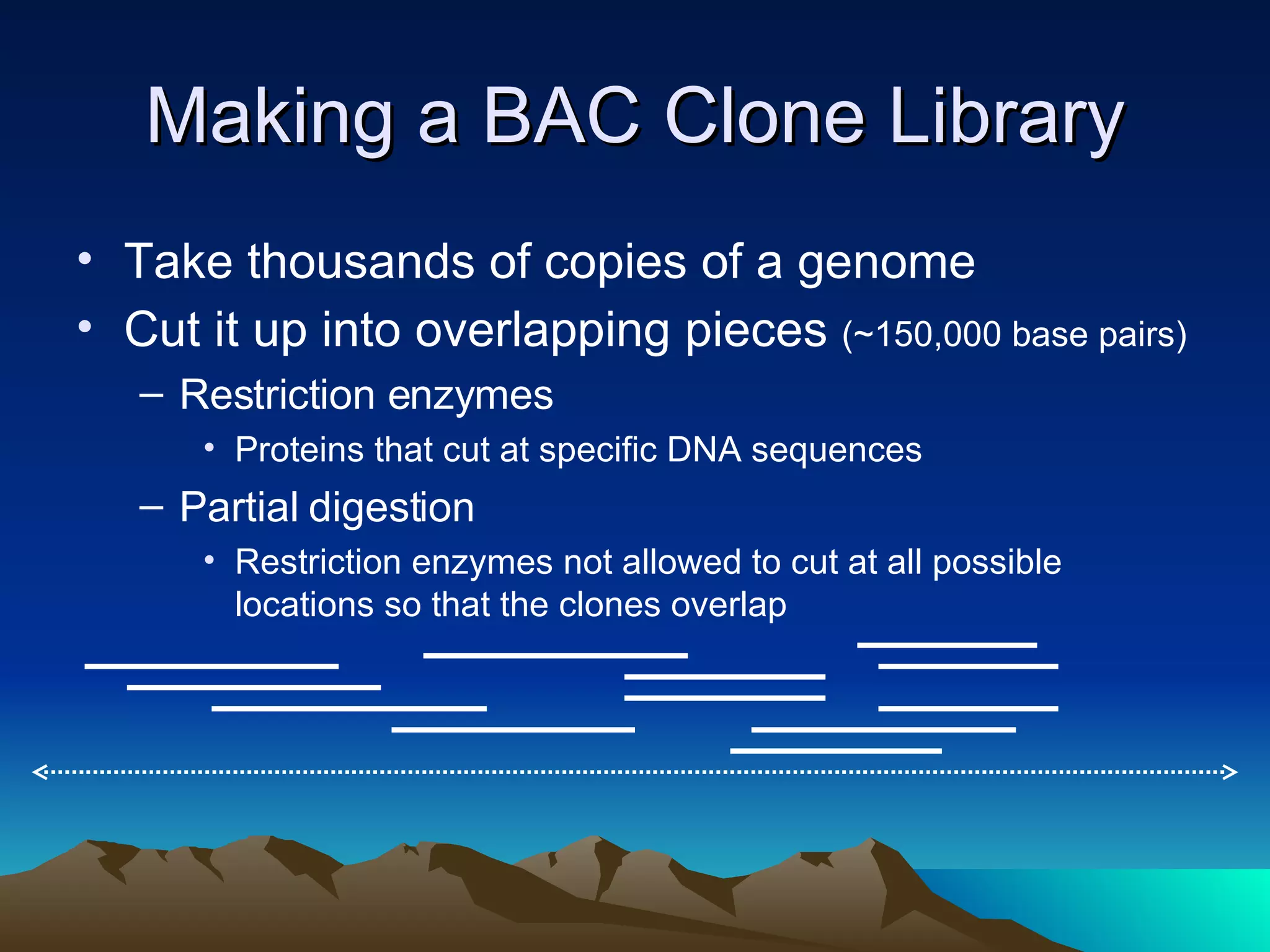 Making a BAC Clone Library Take thousands of copies of a genome Cut it up into overlapping pieces  (~150,000 base pairs) Restriction enzymes Proteins that cut at specific DNA sequences Partial digestion Restriction enzymes not allowed to cut at all possible locations so that the clones overlap 