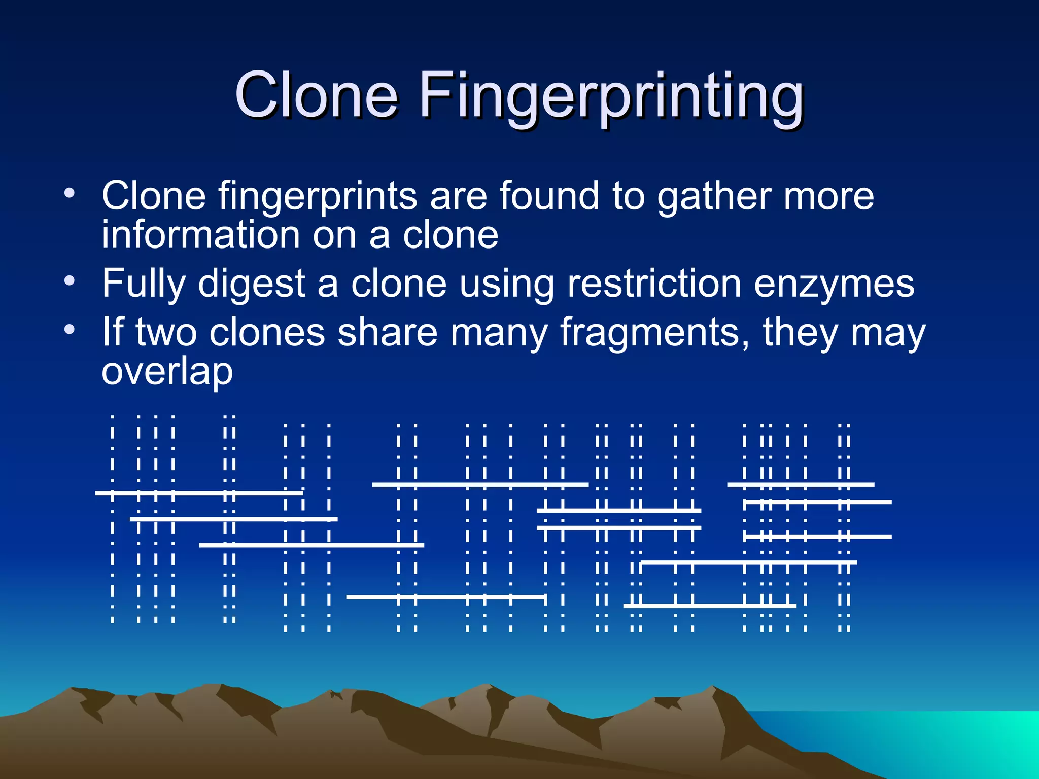 Clone Fingerprinting Clone fingerprints are found to gather more information on a clone Fully digest a clone using restriction enzymes If two clones share many fragments, they may overlap 