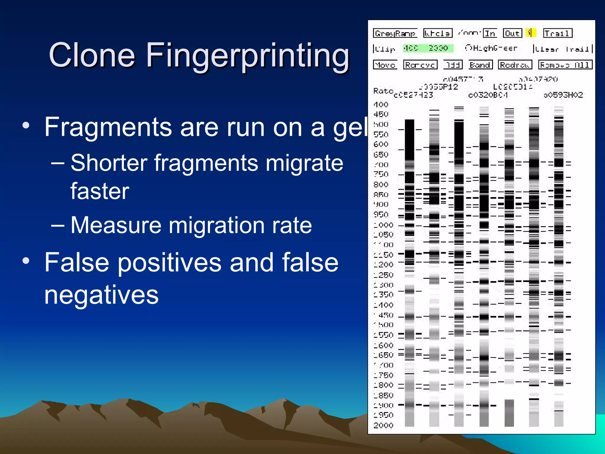 Clone Fingerprinting Fragments are run on a gel Shorter fragments migrate faster Measure migration rate False positives and false negatives 