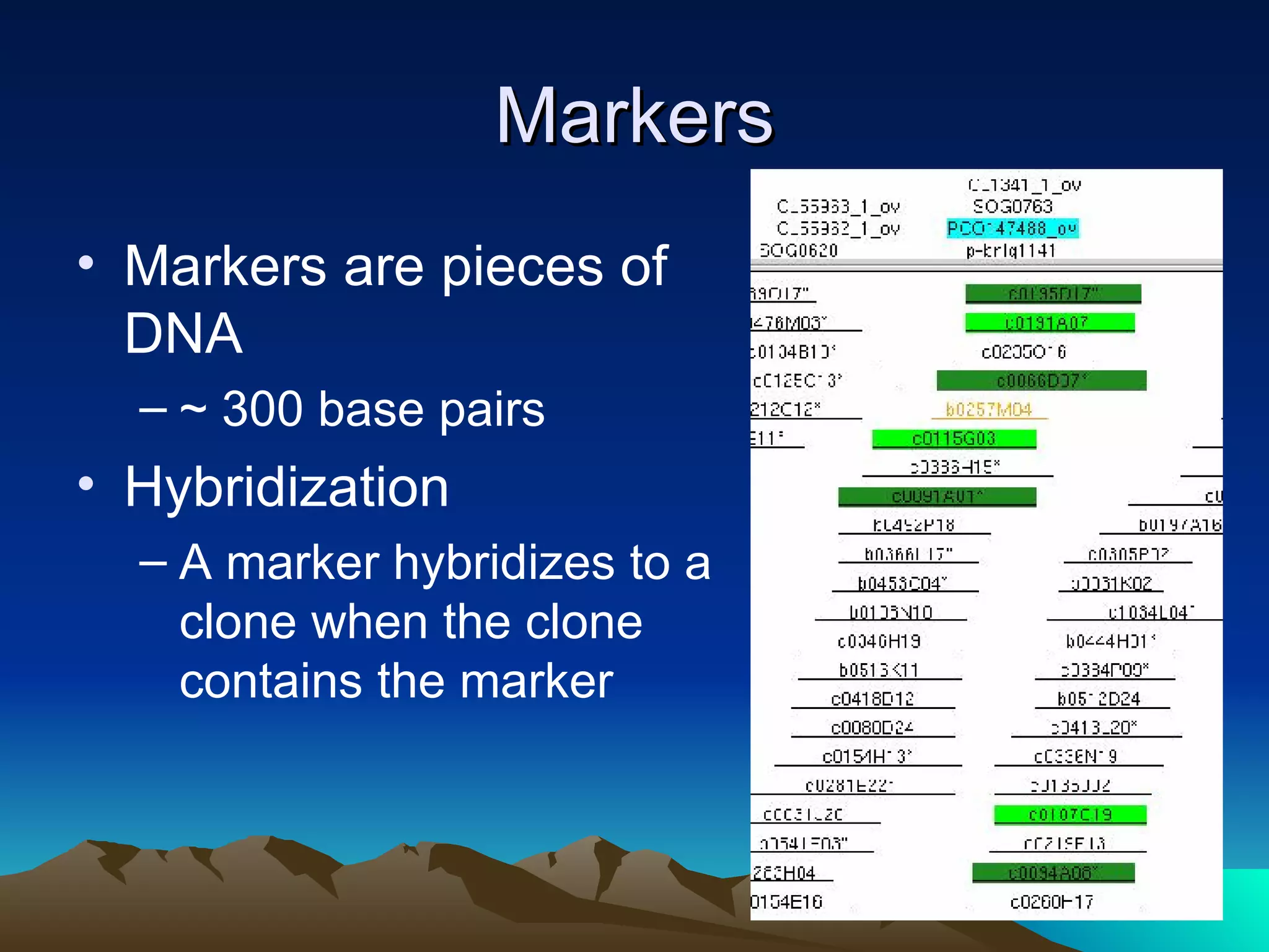 Markers Markers are pieces of DNA ~ 300 base pairs Hybridization A marker hybridizes to a clone when the clone contains the marker 
