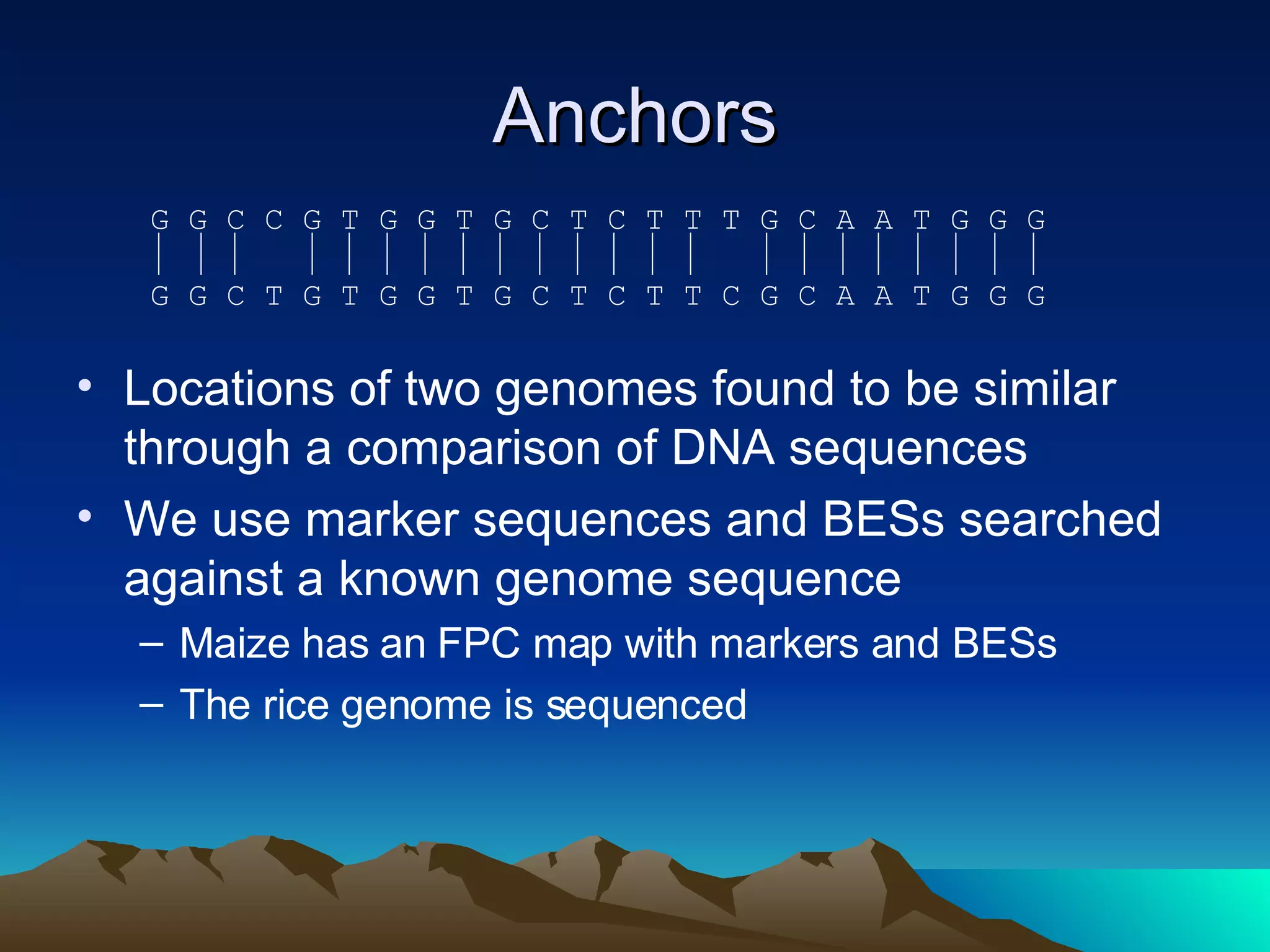 Anchors Locations of two genomes found to be similar through a comparison of DNA sequences We use marker sequences and BESs searched against a known genome sequence Maize has an FPC map with markers and BESs The rice genome is sequenced G G C C G T G G T G C T C T T T G C A A T G G G G G C T G T G G T G C T C T T C G C A A T G G G 
