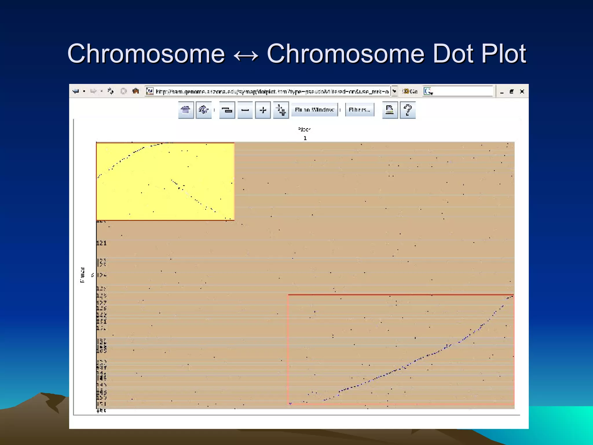 Chromosome ↔ Chromosome Dot Plot 