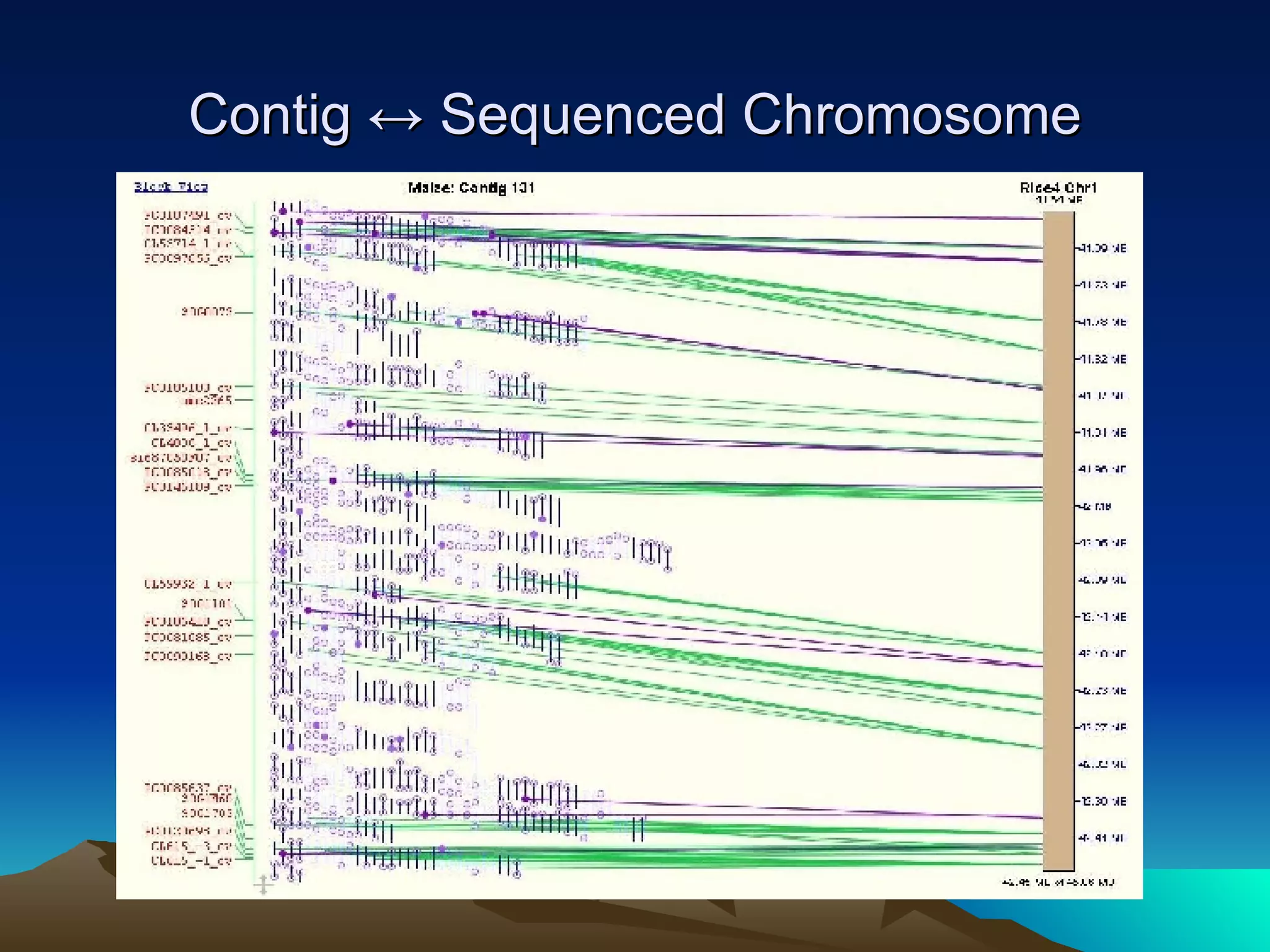 Contig ↔ Sequenced Chromosome 