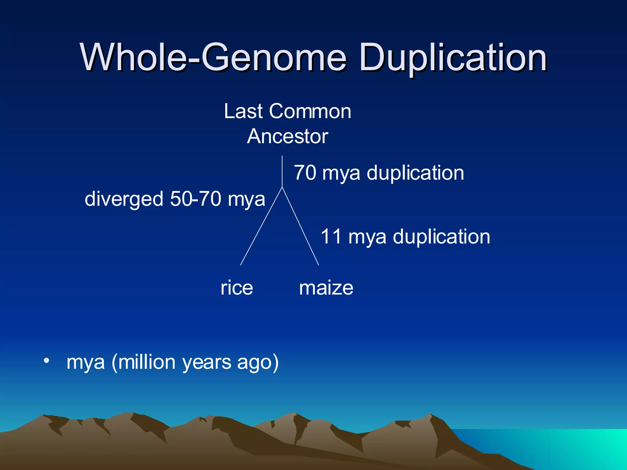 Whole-Genome Duplication mya (million years ago) Last Common Ancestor rice maize diverged 50-70 mya 70 mya duplication 11 mya duplication 
