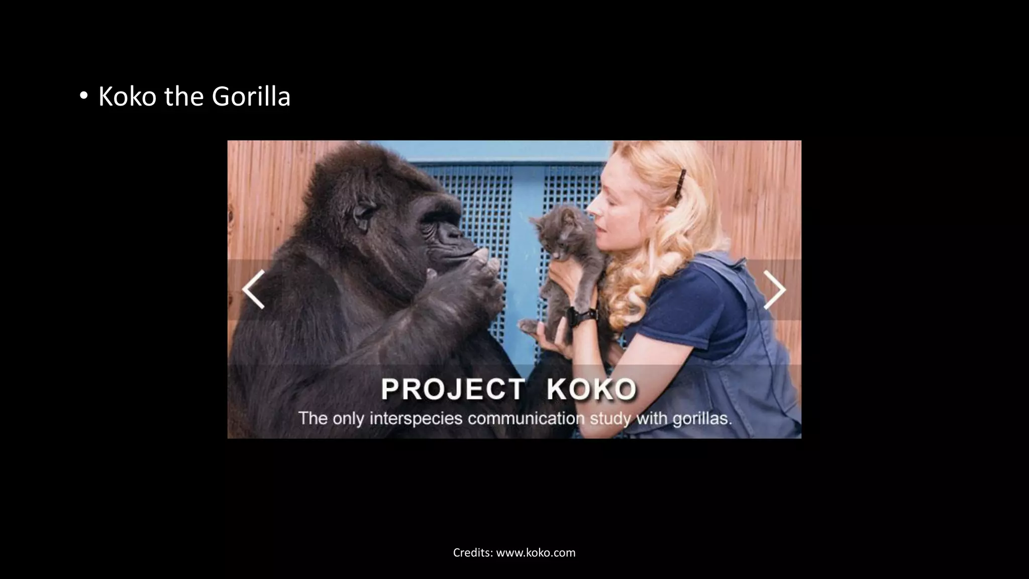 • Koko the Gorilla
Credits: www.koko.com
 