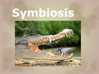 Symbiosis

 