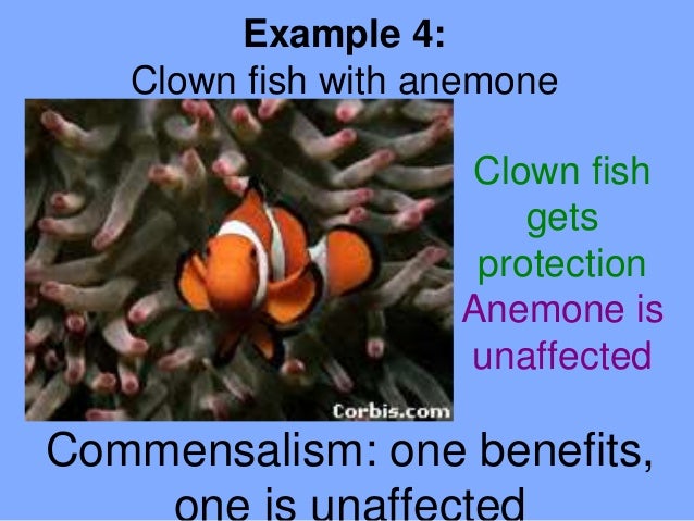 define symbiosis with an example