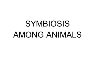 SYMBIOSIS
AMONG ANIMALS
 
