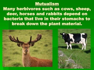 Mutualism
Many herbivores such as cows, sheep,
deer, horses and rabbits depend on
bacteria that live in their stomachs to
break down the plant material.
 