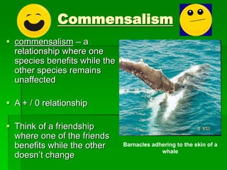 Commensalism
 commensalism – a
relationship where one
species benefits while the
other species remains
unaffected
 A + / 0 relationship
 Think of a friendship
where one of the friends
benefits while the other
doesn’t change
Barnacles adhering to the skin of a
whale
 